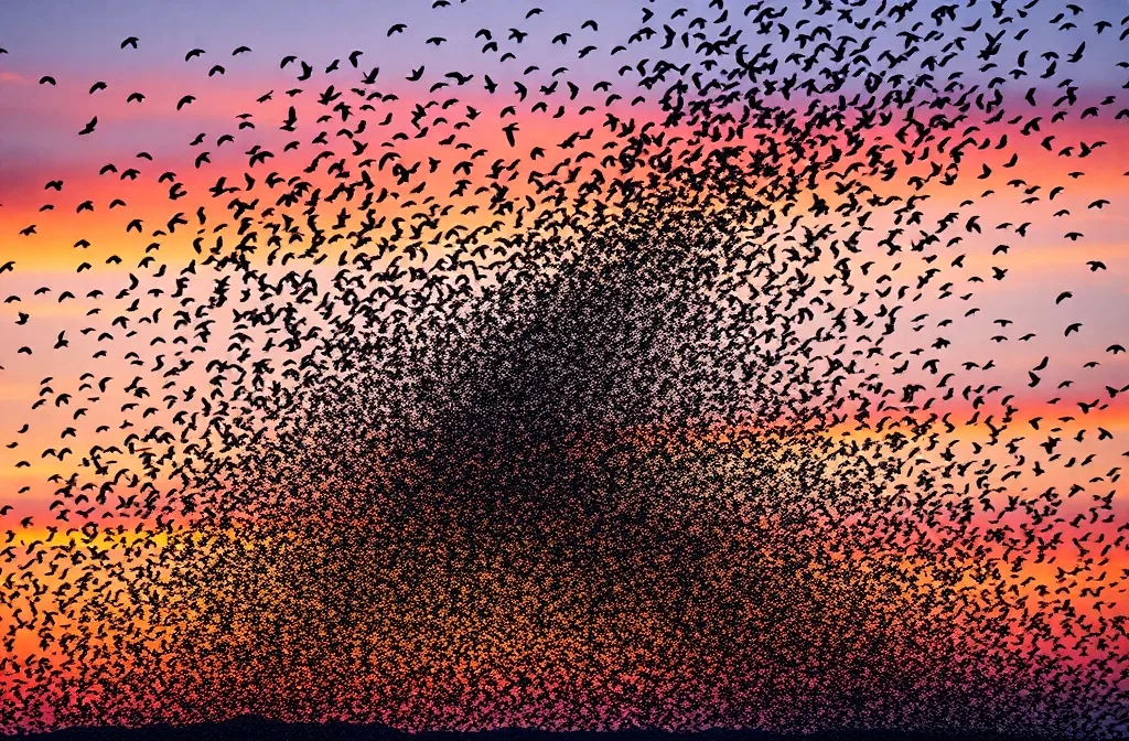 Meta AI search interface across Facebook Instagram and WhatsApp showing AI-generated answers with social context