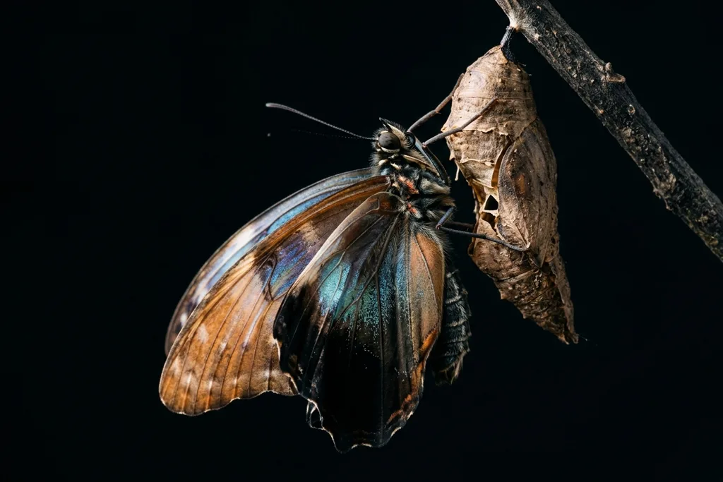 What Is Digital Brand Transformation and Why Does It Matter for AI Search? Butterfly chrysalis representing digital brand transformation — the five-layer process from visual identity through