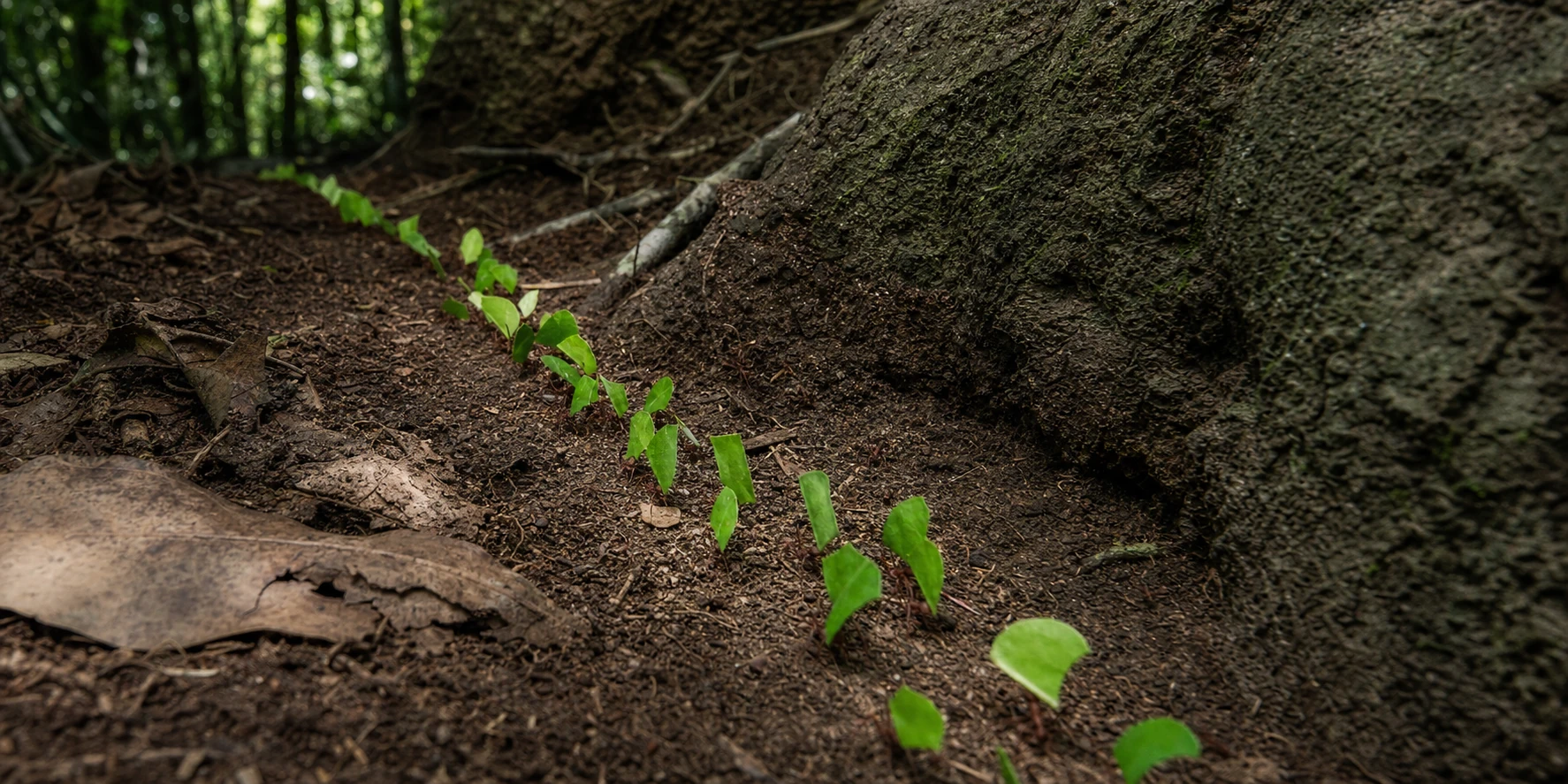 Macro photograph of leafcutter ants carrying cut green leaf fragments along a forest-floor trail toward the colony